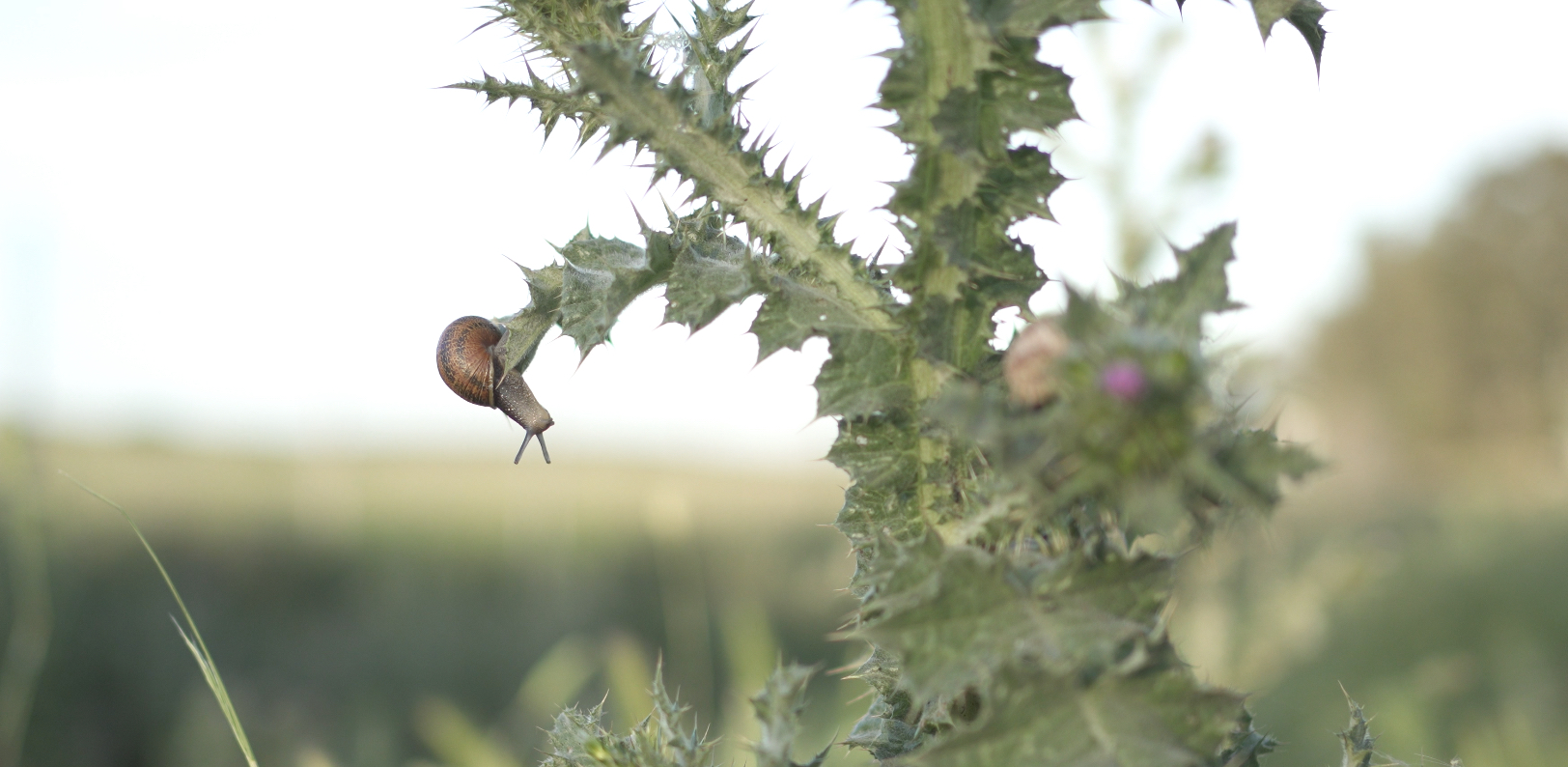 Fotograma de 'El caracol y su entorno'