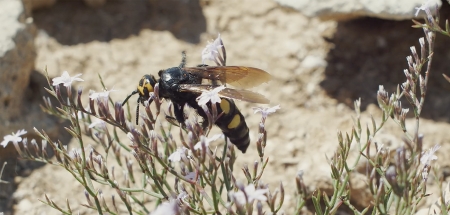 Bee or not to be, seleccionado en 1º CINECO - Festival Internacional de Cine y Ecología