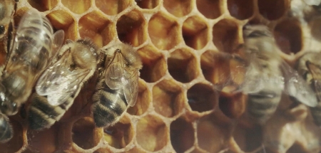 Bee or not to be participa en Petit Plan: Europa III