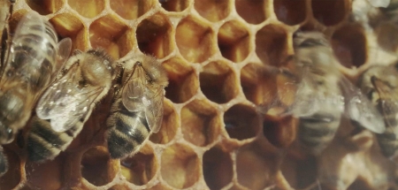 Bee or not to be seleccionado en la 31º BICC - Bienal Internacional de Cine e Imagen Científicos