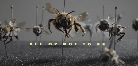 Bee or not to be premiado en la 31º BICC - Bienal Internacional de Cine e Imagen Científicos