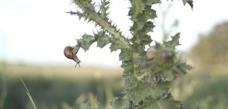 El caracol y su entorno entra en la Sección Oficial del Festival de Málaga